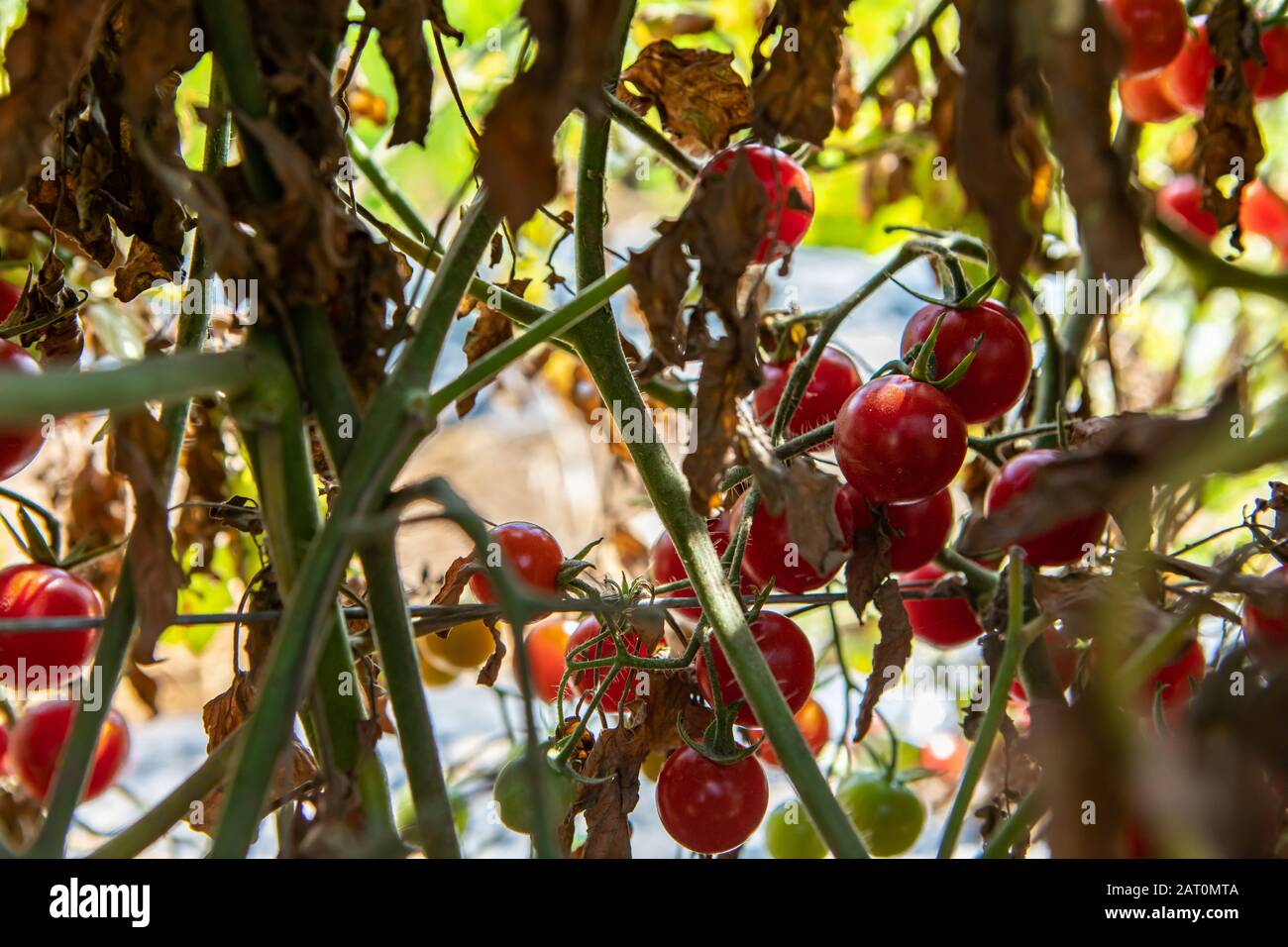 Cherry Tomato Plant High Resolution Stock Photography and Images Alamy