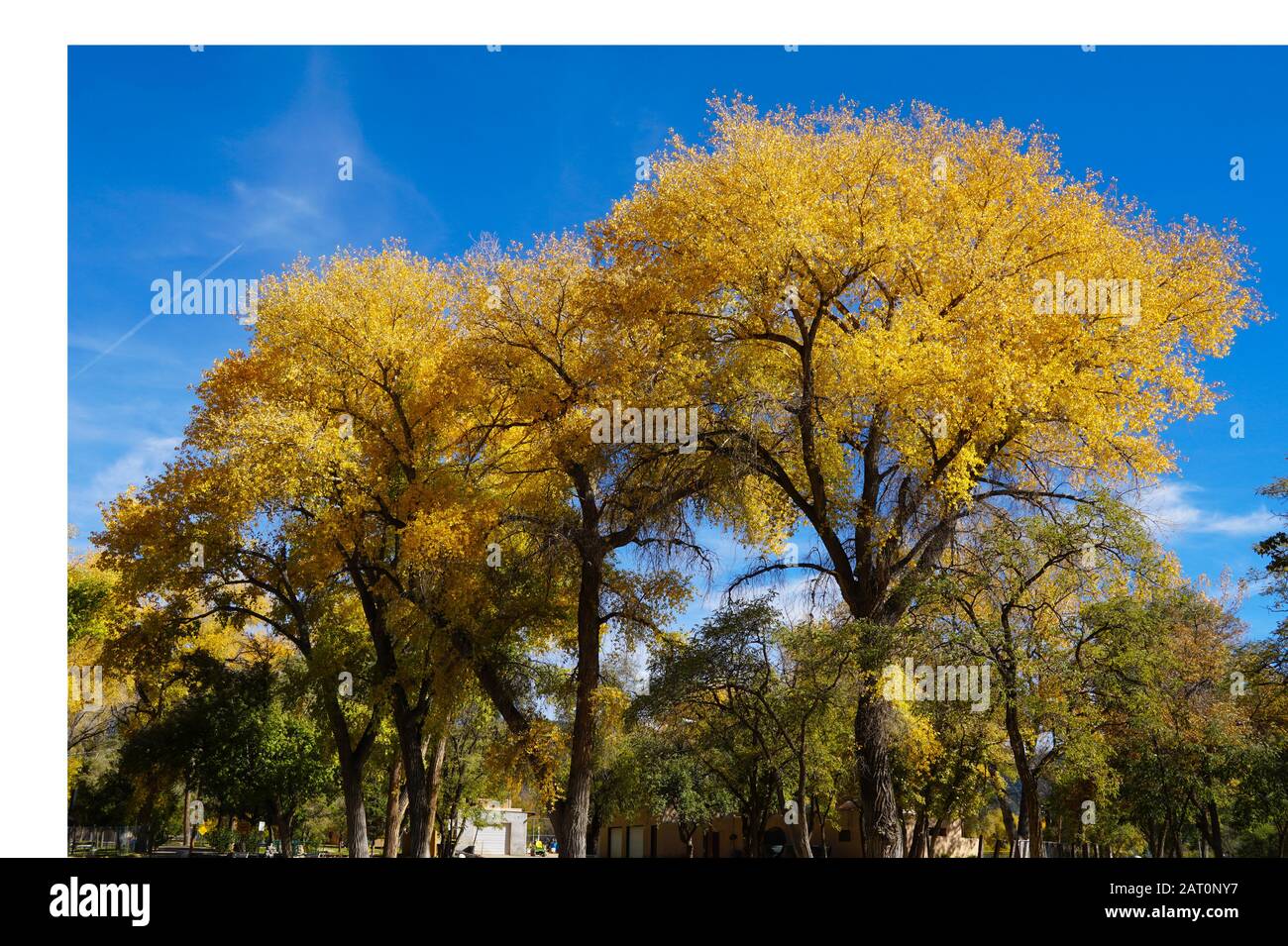 Large trees on the streets of Santa Fe show off their brilliant fall colors. Stock Photo