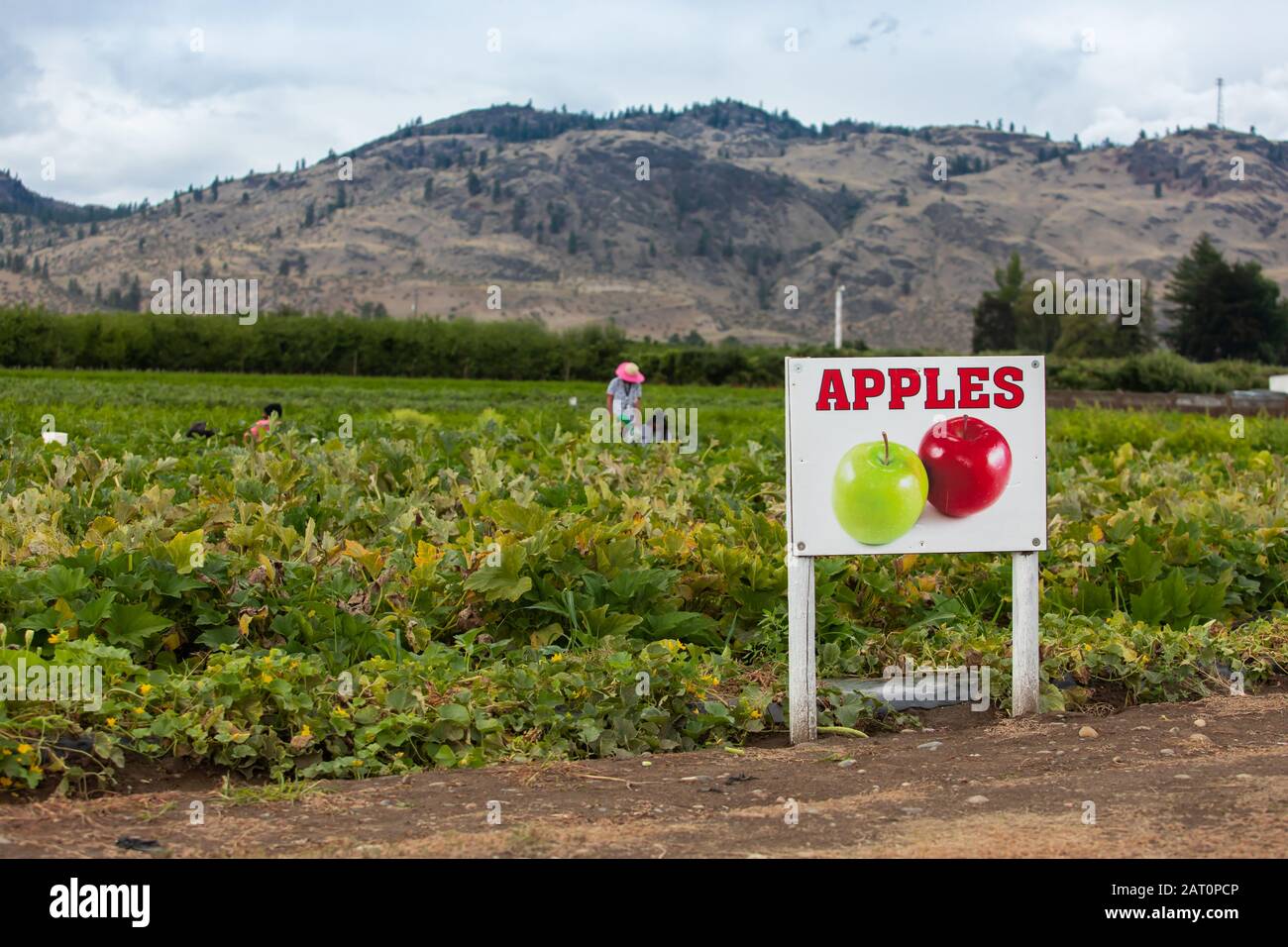 APPLES agriculture sign with apple varieties fruits symbol, farm