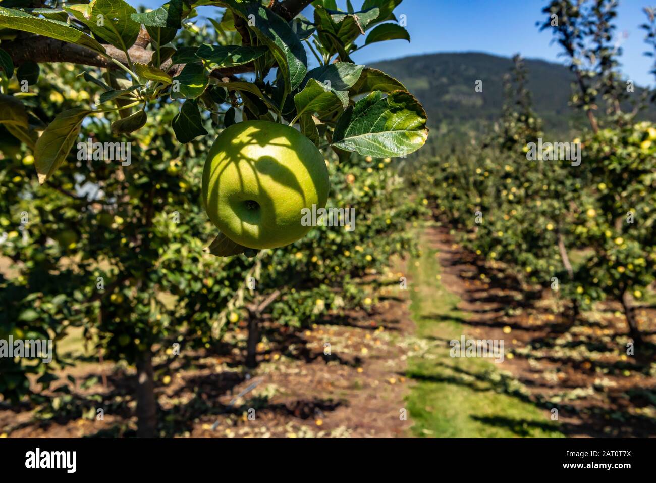 Green apple on the tree branch close up and selective focus view against orchard trees background, Okanagan Valley, British Columbia, Canada Stock Photo