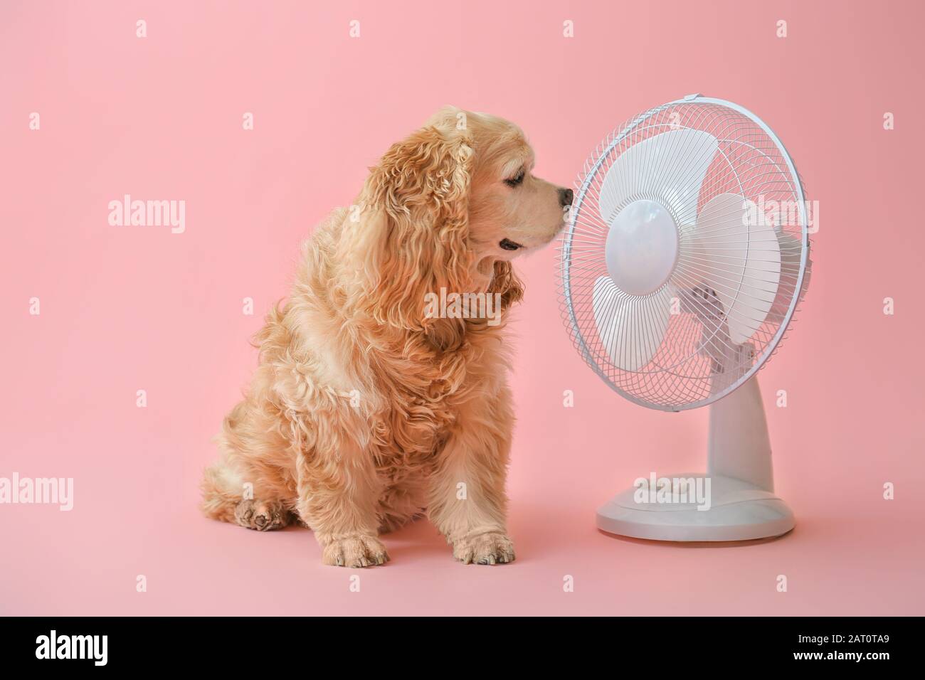 Cute dog and electric fan on color background Stock Photo Alamy