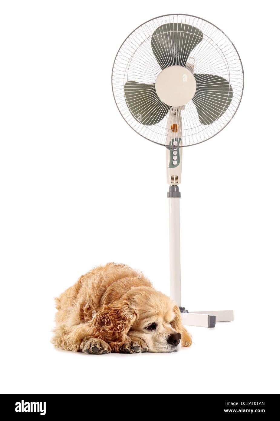 Animal Using A Fan Electric fan and cute dog on white background Stock Photo - Alamy