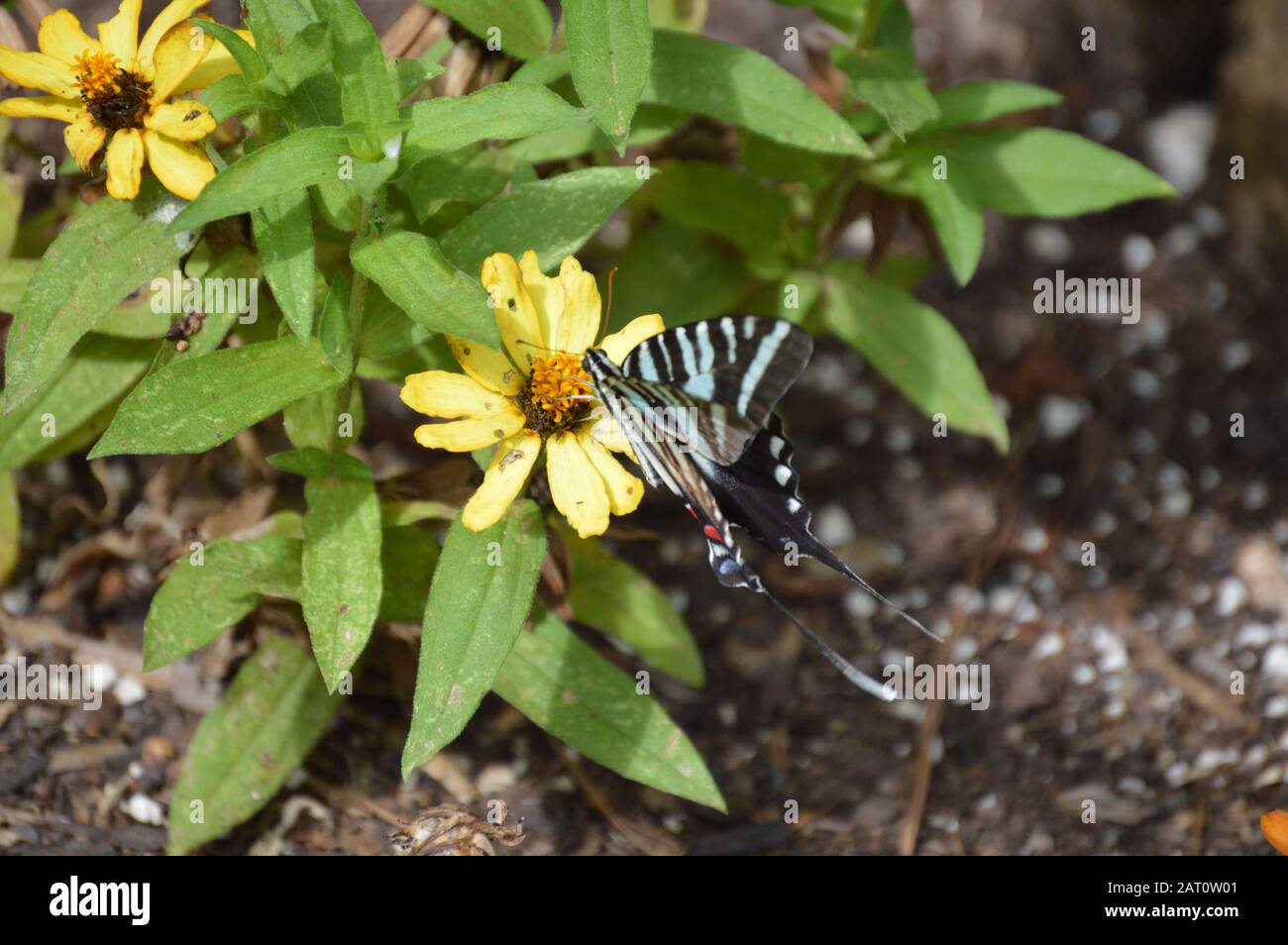 Tiger striped butterfly on yellow zinnias Stock Photo