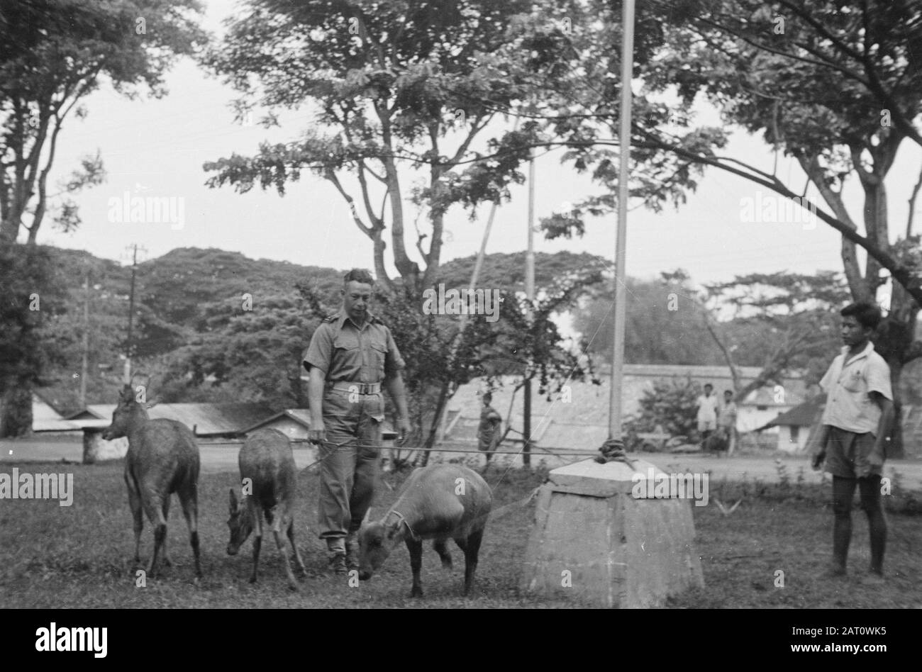 Paré-Paré (Celebes) A major of the KNIL with two deer and a dwarf buffalo  Date: December 6, 1947 Location: Celebes, Indonesia, Dutch East Indies,  Paré-Paré Stock Photo - Alamy
