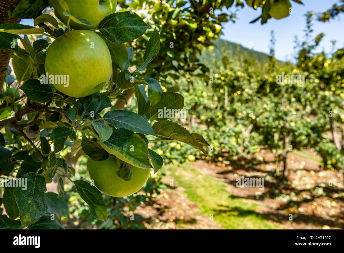 Green apples on the tree branch close up and selective focus with leaves against orchard trees background, Okanagan Valley, British Columbia, Canada Stock Photo