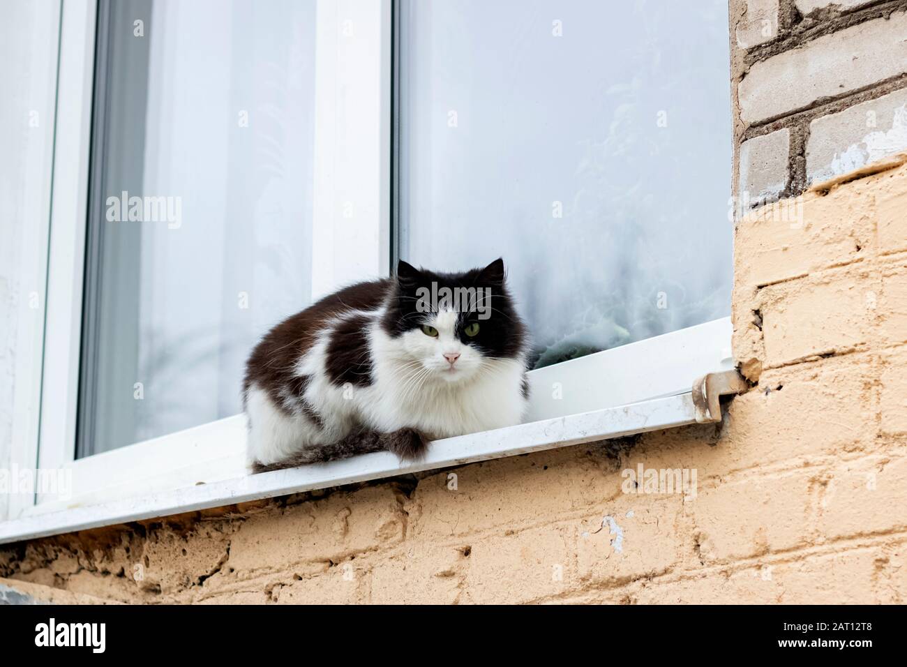 Black and white cat sitting on the windowsill Stock Photo - Alamy