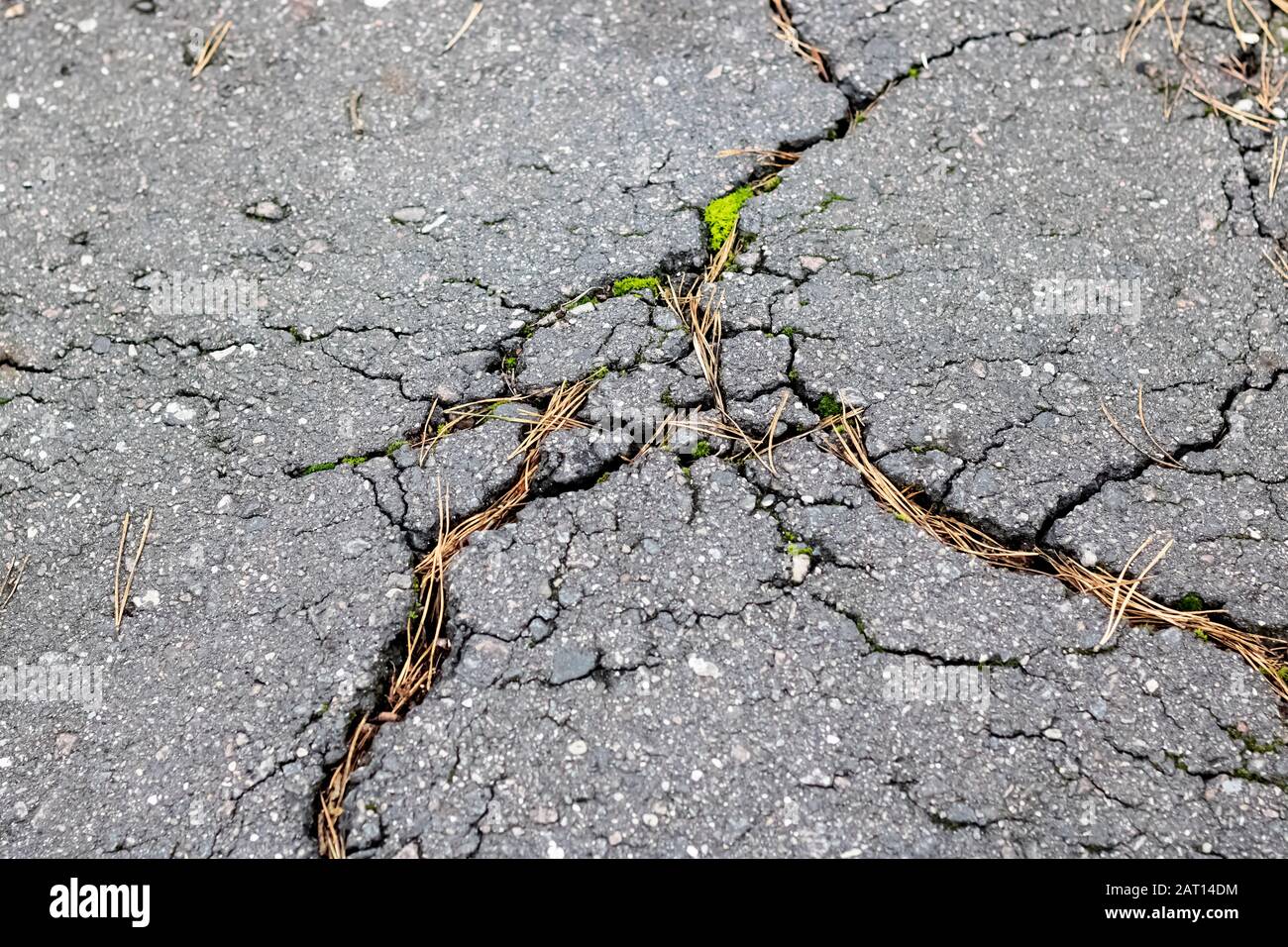 Crack on the pavement and green moss Stock Photo Alamy