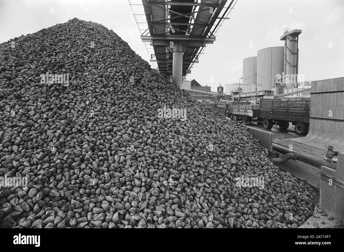 Start of the sugar beet campaign in Halfweg  A truck unloads beet Date: 25 september 1979 Location: Halfweg, Noord-Holland Keywords: Infotrucks, factories, sugar beet Stock Photo