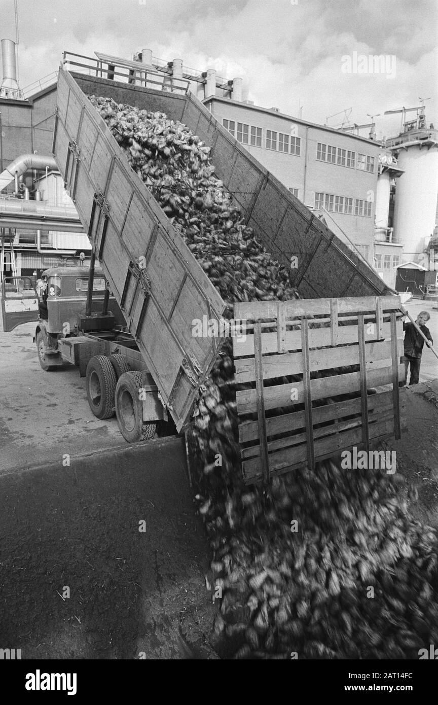 Start of the sugar beet campaign in Halfweg  A truck unloads beet Date: 25 september 1979 Location: Halfweg, Noord-Holland Keywords: Infotrucks, factories, sugar beet Stock Photo