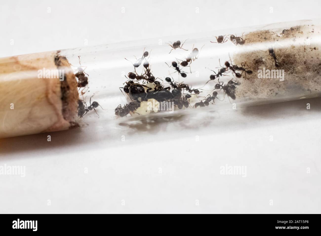 Messor structor hi-res stock photography and images - Alamy