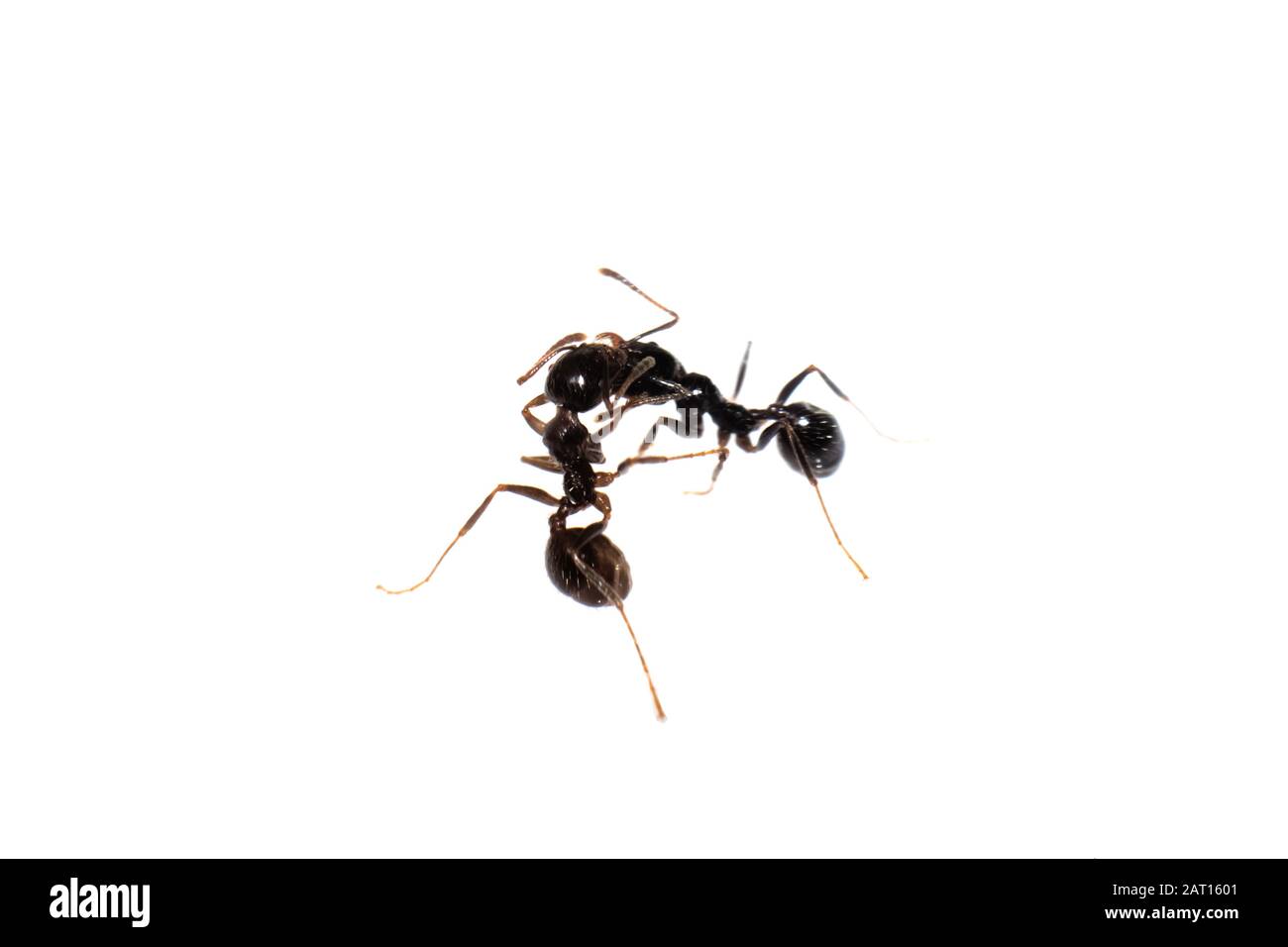 Ants Messor Structor, isolated on white background Stock Photo - Alamy