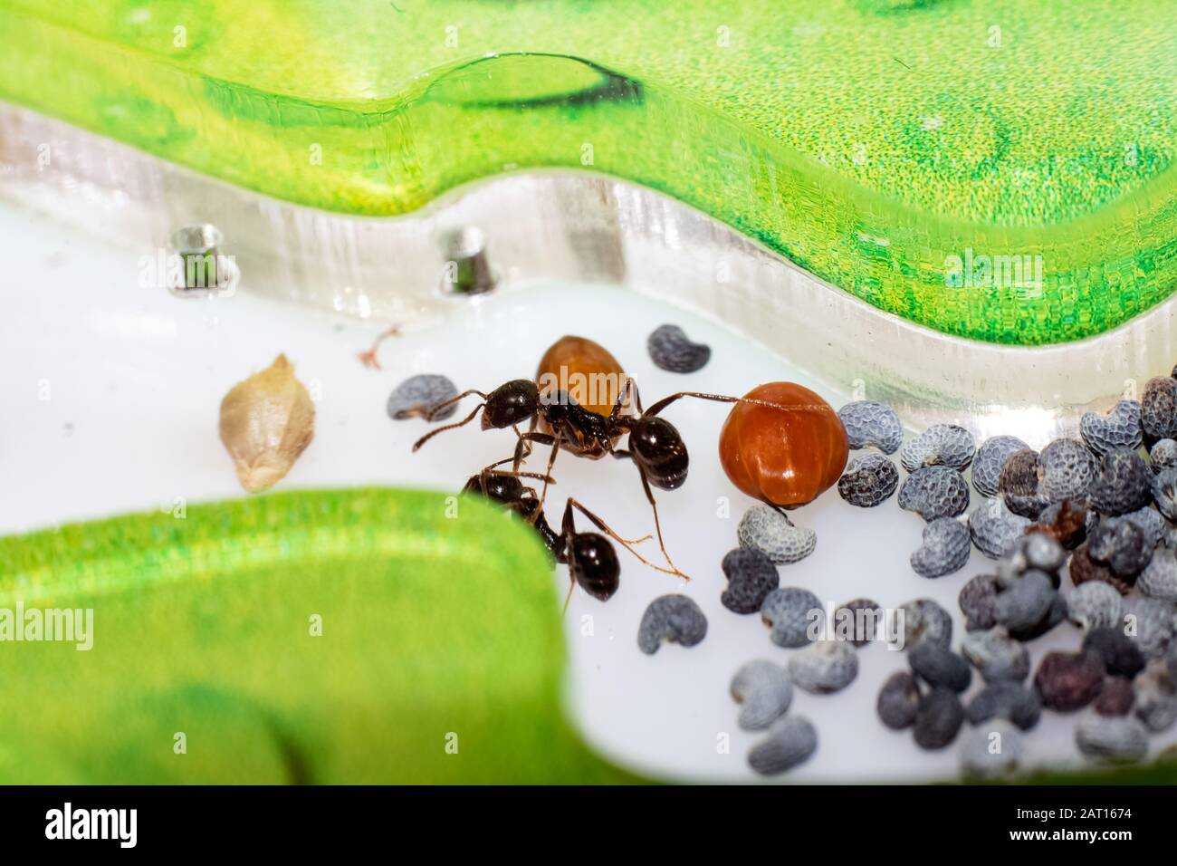 Messor structor hi-res stock photography and images - Alamy