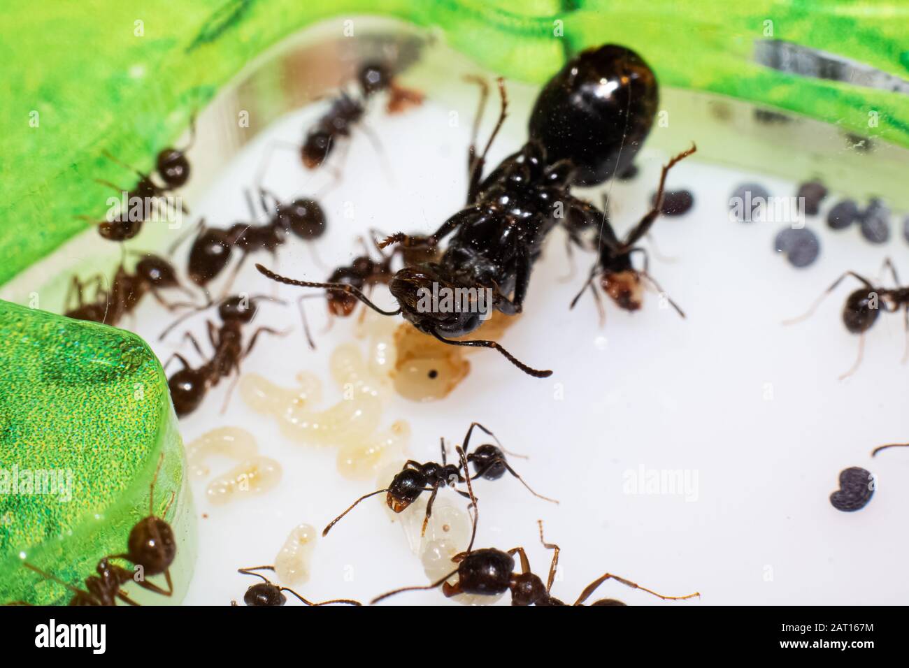 Queen ant Messor Structor in formicaria closeup Stock Photo - Alamy
