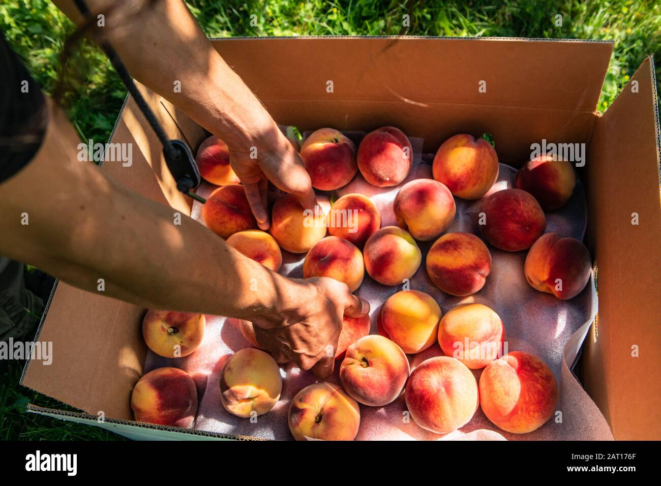 ripened peach sexism uncensored ripened peach sexism uncensored