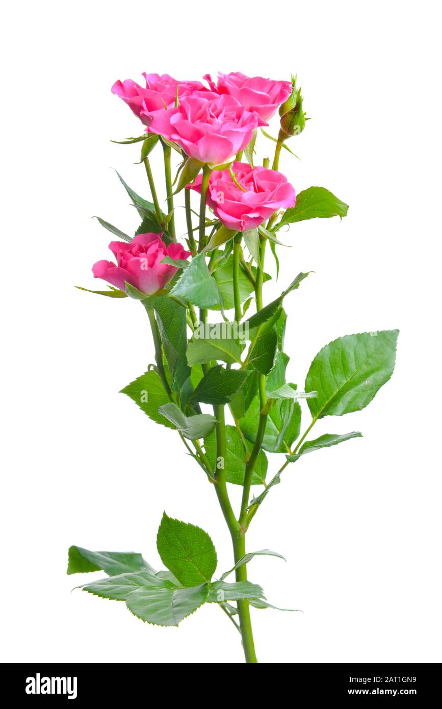 Beautiful rose flowers on white background Stock Photo - Alamy