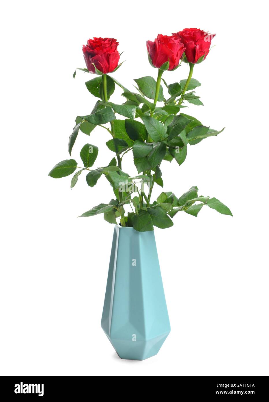 Vase with beautiful rose flowers on white background Stock Photo - Alamy