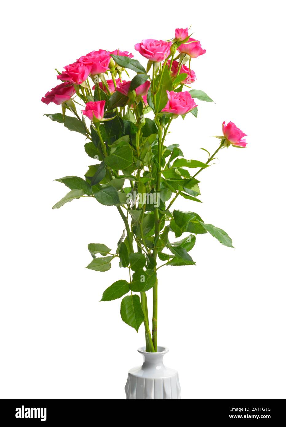 Vase with beautiful rose flowers on white background Stock Photo - Alamy