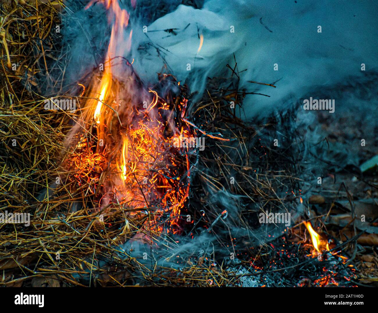Fire In Forest Stock Photo