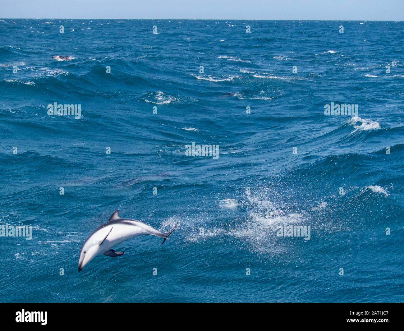 Dusky Dolphin (Lagenorhynchus obscurus) Leaping from the water in the foreground from the coast of Kaikoura in New Zealand Stock Photo