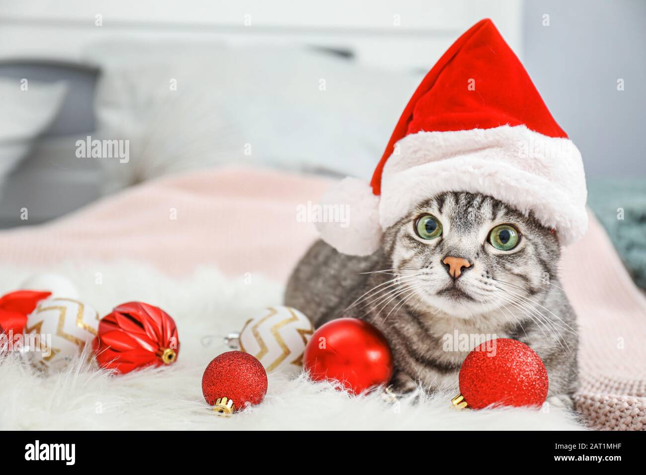 Cute Cat In Santa Hat And With Christmas Decor On Bed Stock Photo