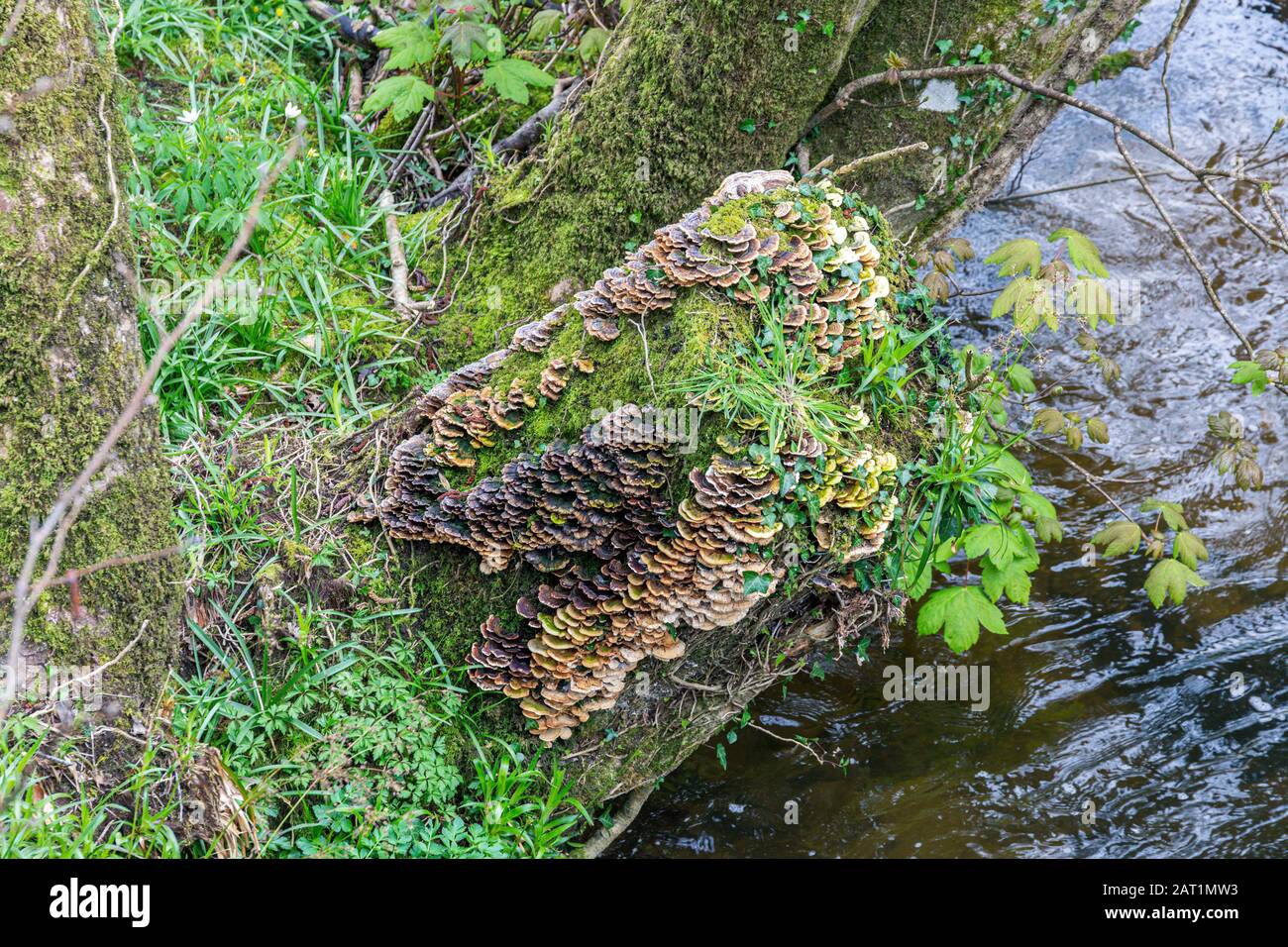 Saprophytic fungi, Coriolus versicolor, on a dead tree trunk Stock Photo