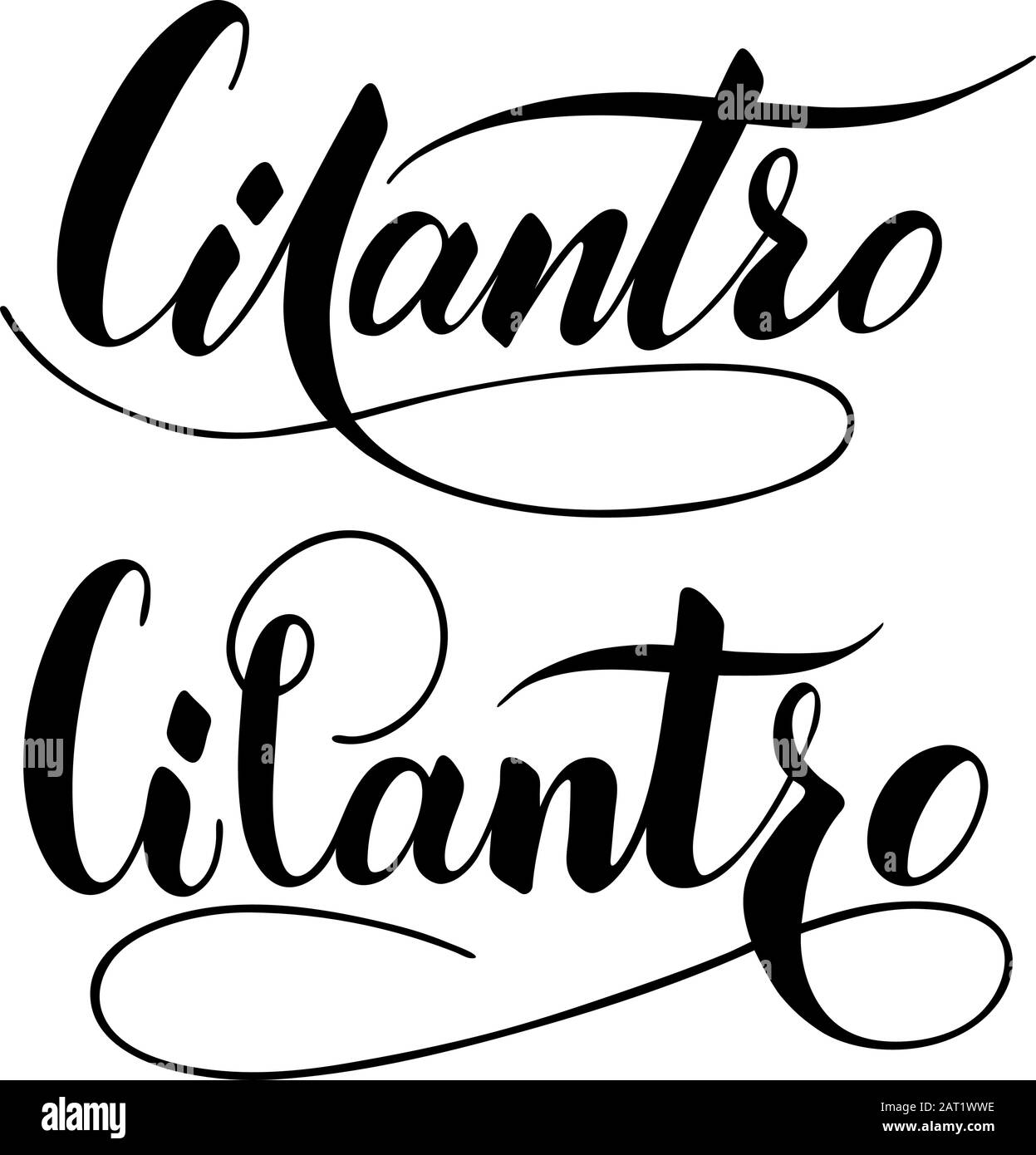 Vector hand written cilantro text isolated on white background. Kitchen