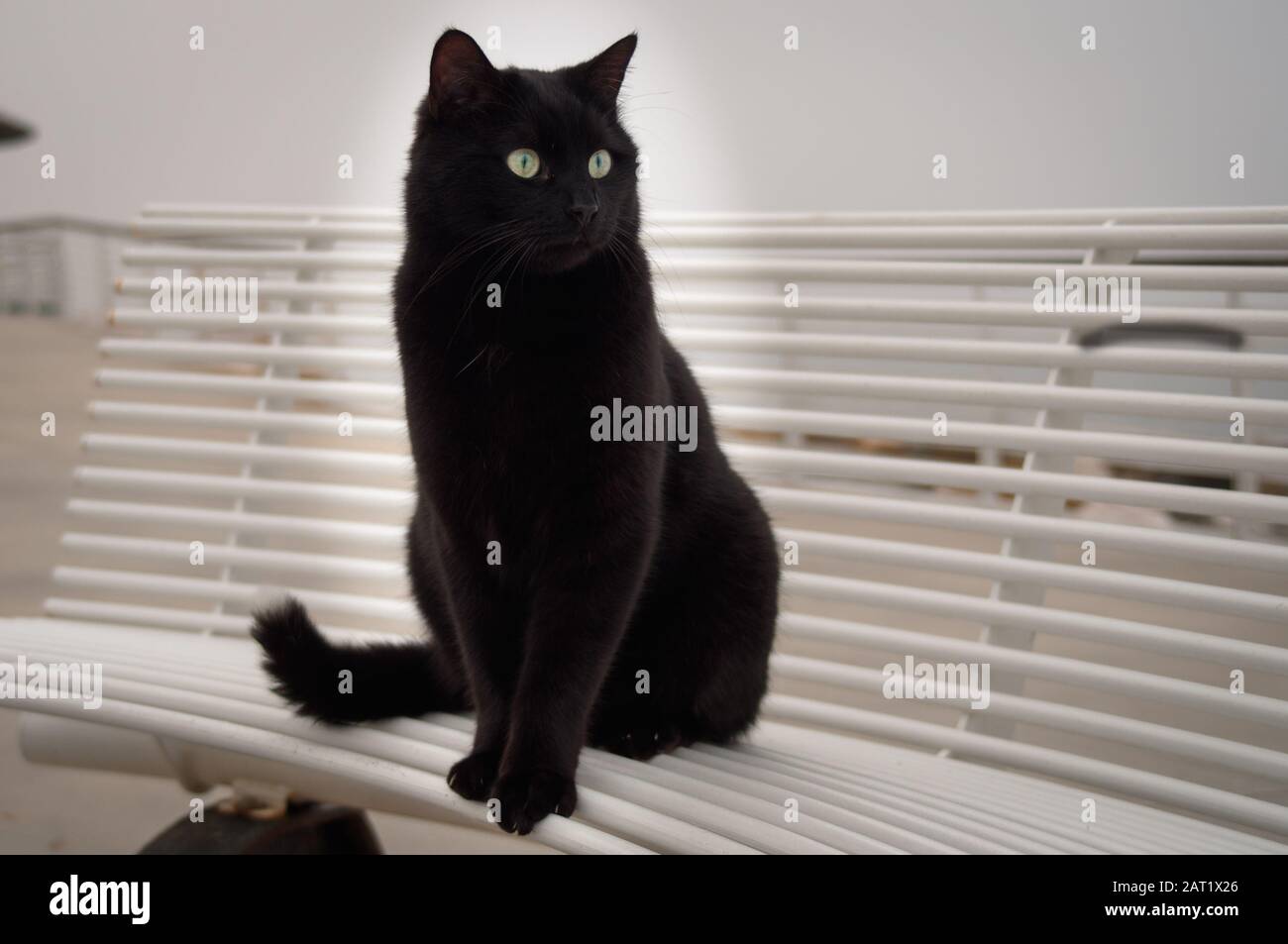 Beautiful big black cat with the white tip of the tail sitting on a white bench. Stock Photo