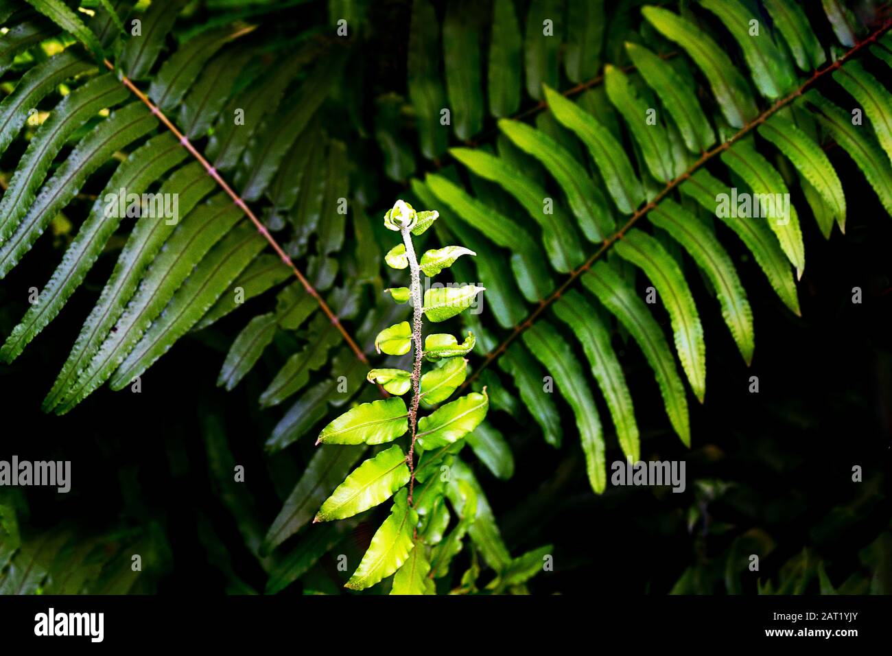 Botanical leaves green pattern hi-res stock photography and images - Alamy