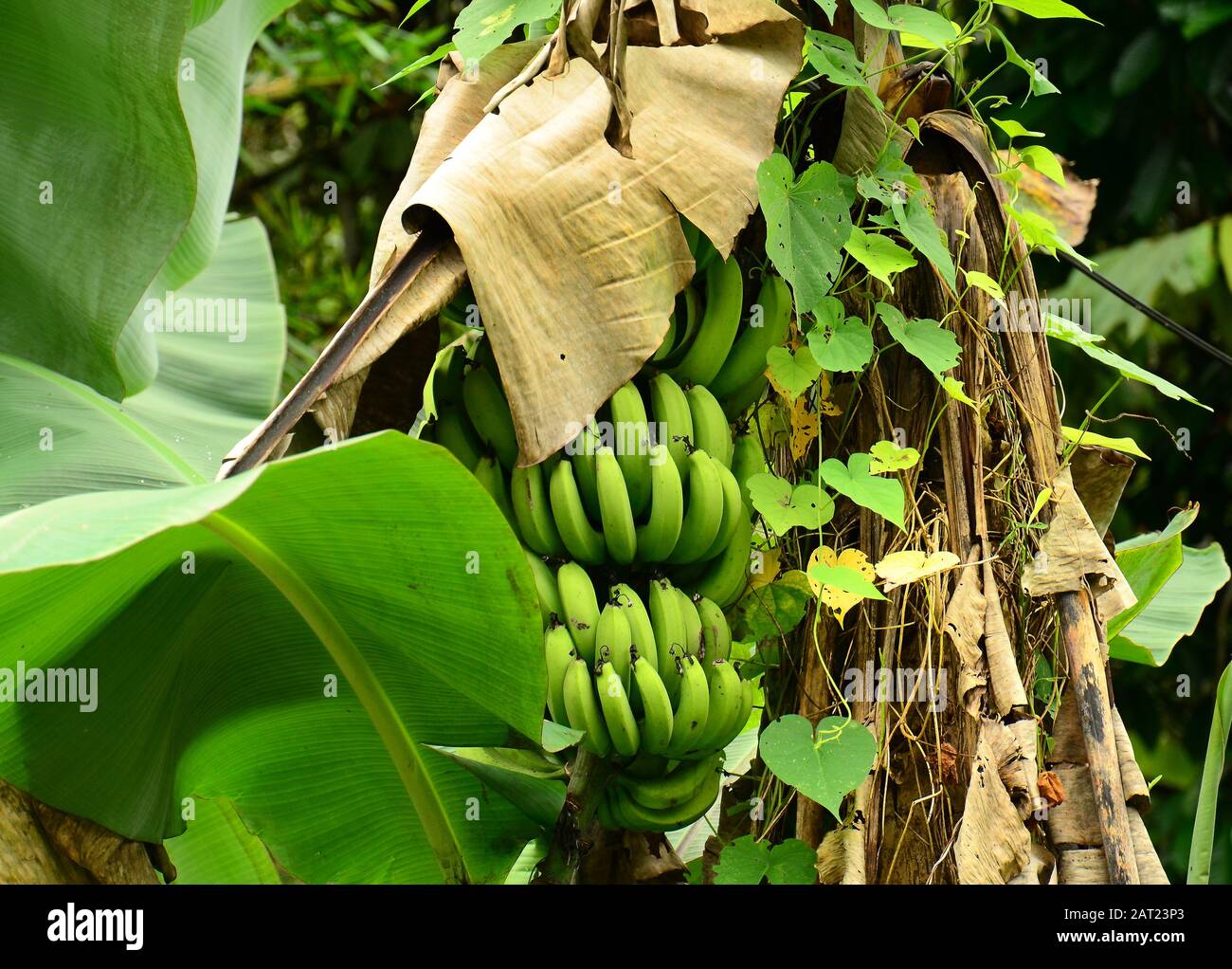 Bunch of plantain in a local grown. Valle del Cauca, Colombia Stock Photo