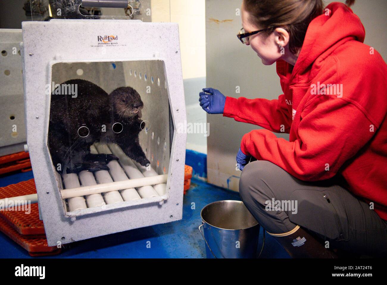 One of the two Alaskan Sea Otters who will soon become residents at the National SEA LIFE Centre in Birmingham, in the crate he will be traveling in to the UK. They have been rescued and cared for at the Alaska Sealife Center in the port city of Seward in southern Alaska. Stock Photo