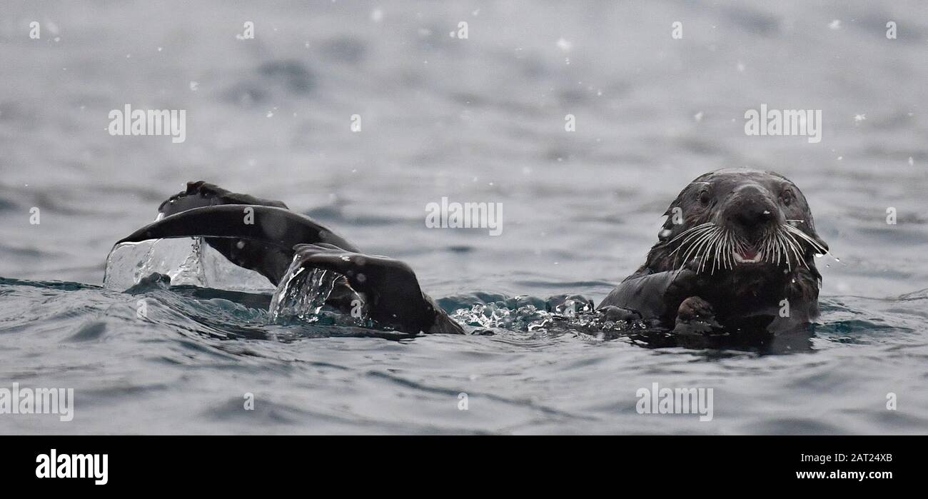A wild Alaskan Sea Otter in Resurrection Bay off the port city of Seward in southern Alaska. Two Sea Otters will soon become residents at the National SEA LIFE Centre in Birmingham after they were rescued and cared for by staff at the Alaska Sealife Center in Seward. Stock Photo