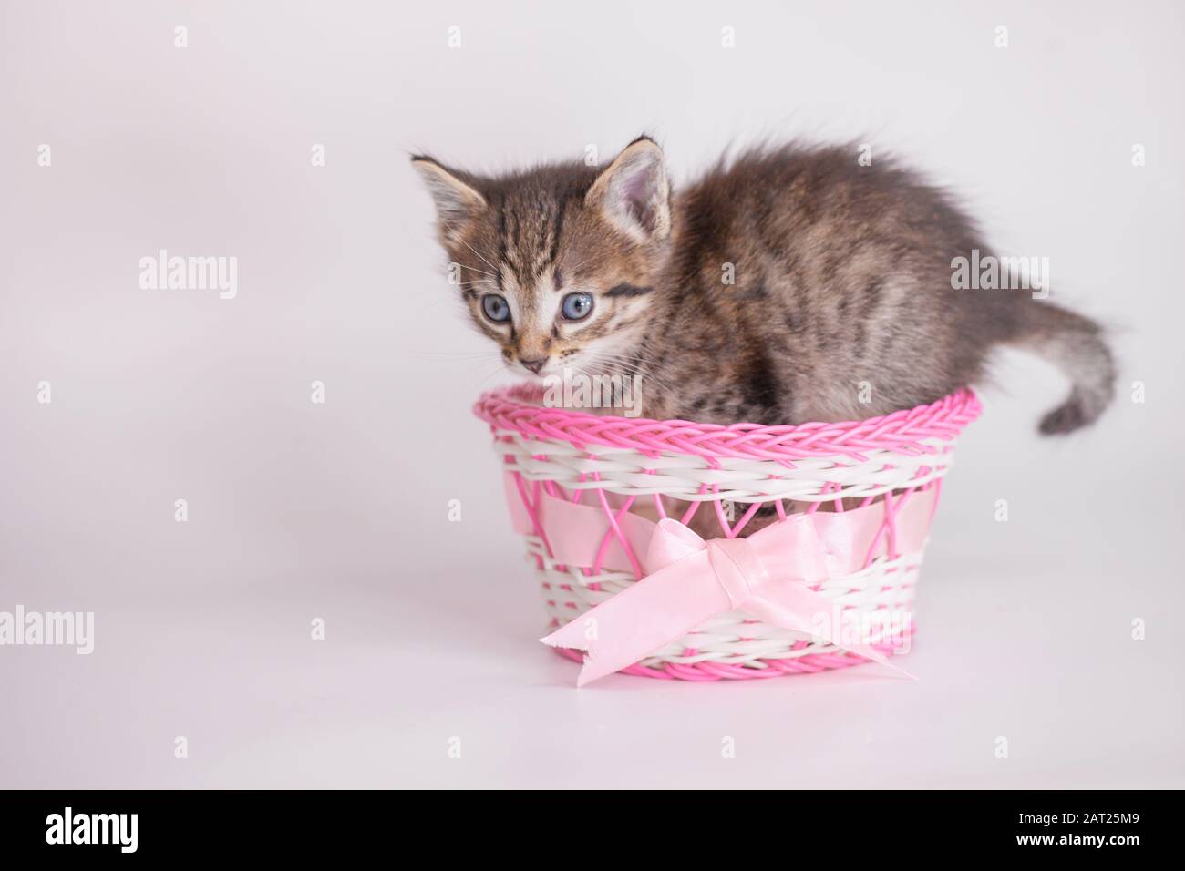 Cute kitten in a pink gift basket Stock Photo - Alamy