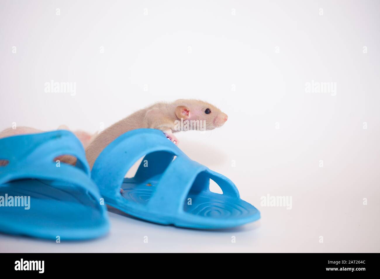 rat slippers