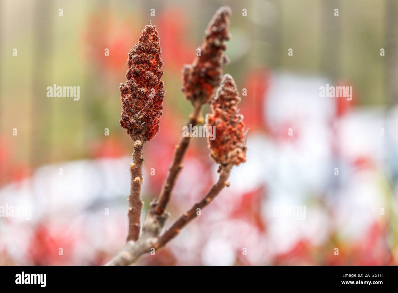 Red fruit of the Anacardiaceae Sumac, also known as Velvet Sumac Stock Photo