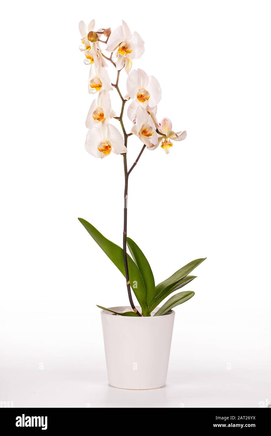 Blooming orchid plant in ceramic flower pot with clipping path Stock Photo