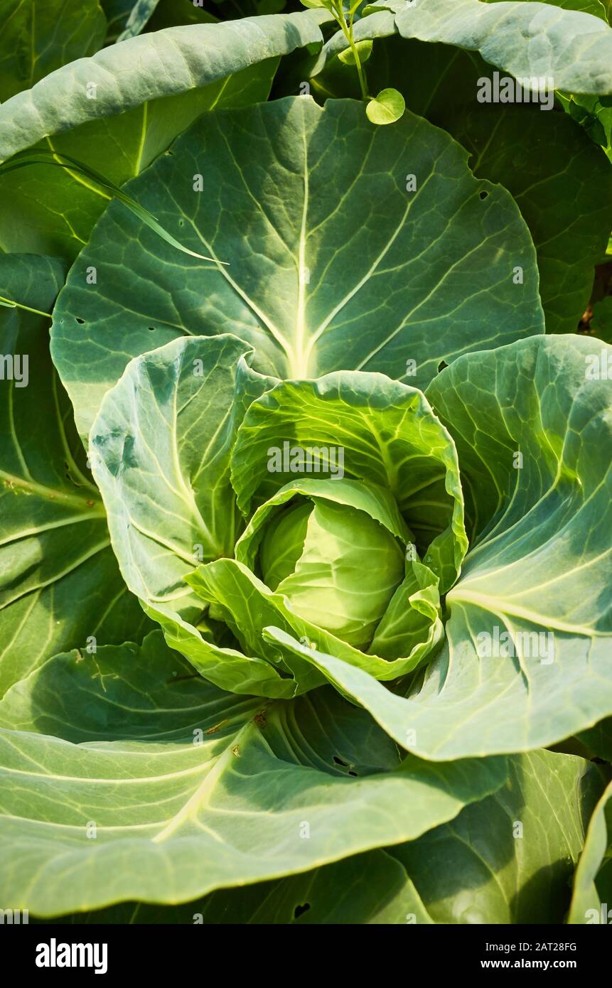 Close up picture of young organic cabbage, selective focus. Stock Photo