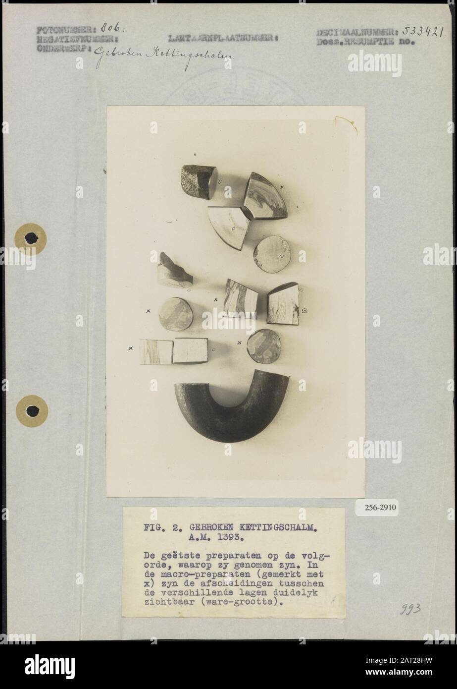 Broken chain shale A.M. 1393  Fig. 2. The etched preparations in the order in which they were taken. In the macro preparations (marked with x), the secretions between the different layers are clearly visible (true size) Date: undated Keywords: fractions, chains, chainshelling Stock Photo
