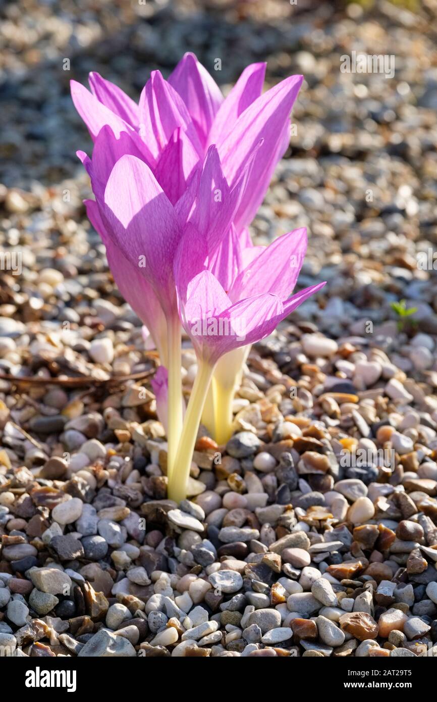 Pale purple flowers of Colchicum Autumnale Antares, Autumn Crocus Antares surrounded by gravel Stock Photo