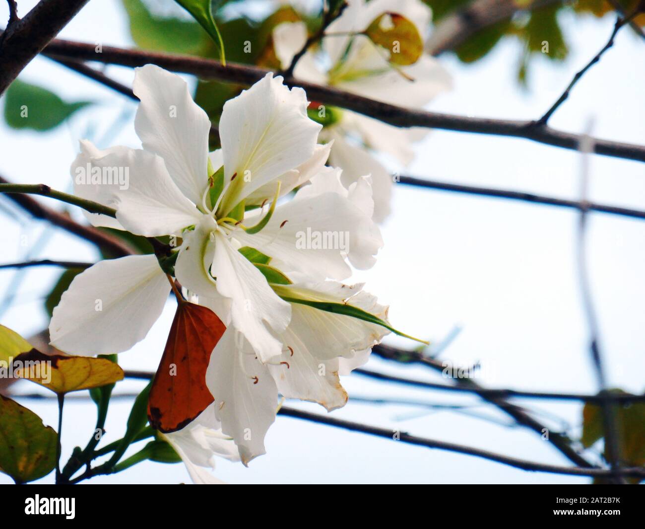 1 Live Plant Bauhinia Variegata Candida Alba White Orchid Tree Seedling Yard Garden Outdoor Living Items Trees 1 Live Plant Bauhinia Variegata Candida Alba White Orchid Tree Seedling Yard Garden Outdoor Living Items Trees