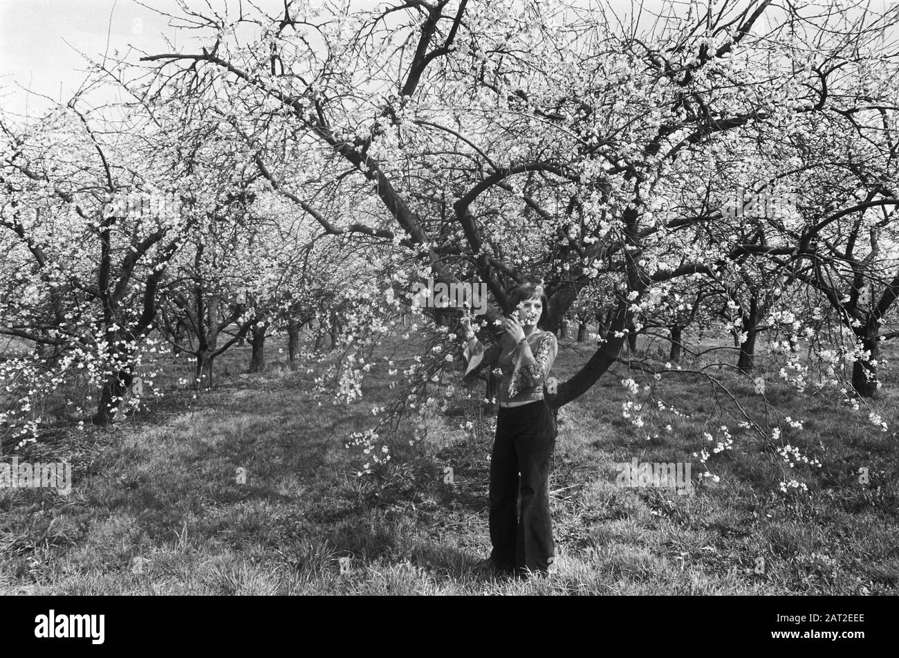 Fruit trees in bloom in the Betuwe; girl between the flowering trees
