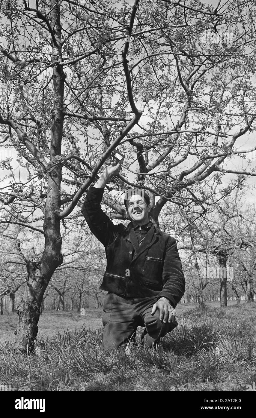 Fruit grower Willem van Buren from Tull en't Waal rents trees Date: May 5, 1971 Location: Tull en't Waal, Utrecht Keywords: trees, fruit growing Person name: Buren, Willem van Stock Photo