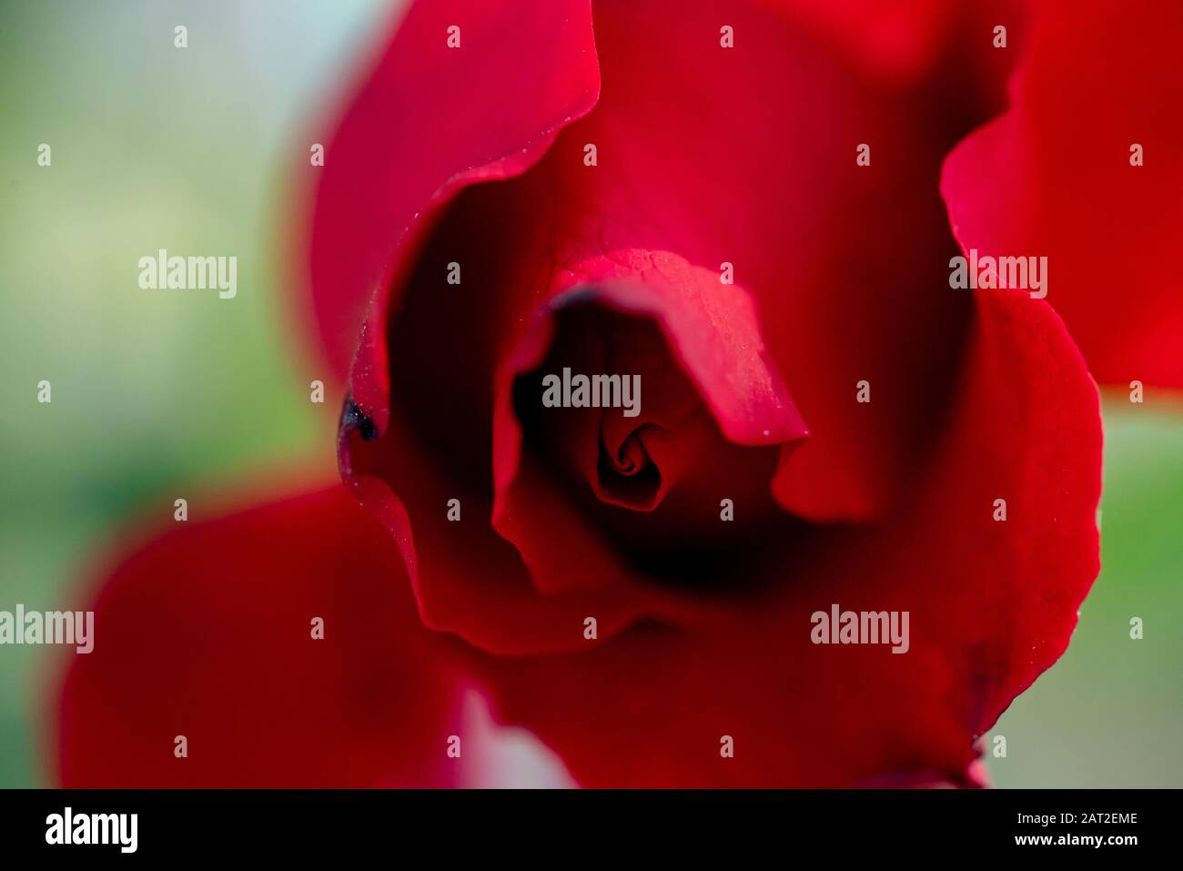 Heart Center Roses Center of red rose in close up hi-res stock photography and images - Alamy