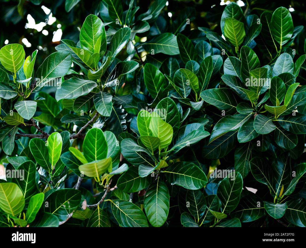 Leaves background of The jackfruit tree, it's also called jack tree