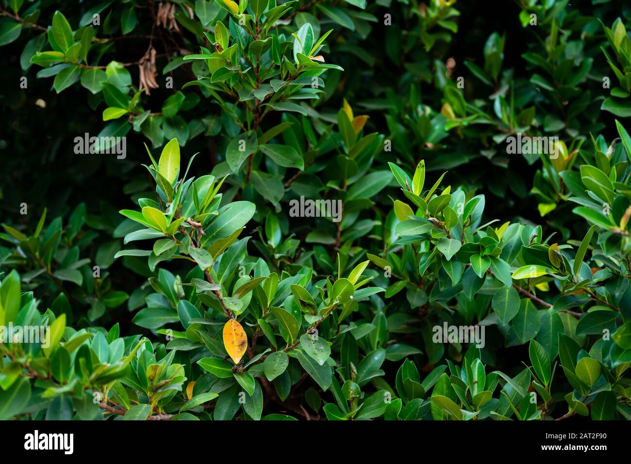 Green colors and small leaf of Banyan Tree from natural wall for ...