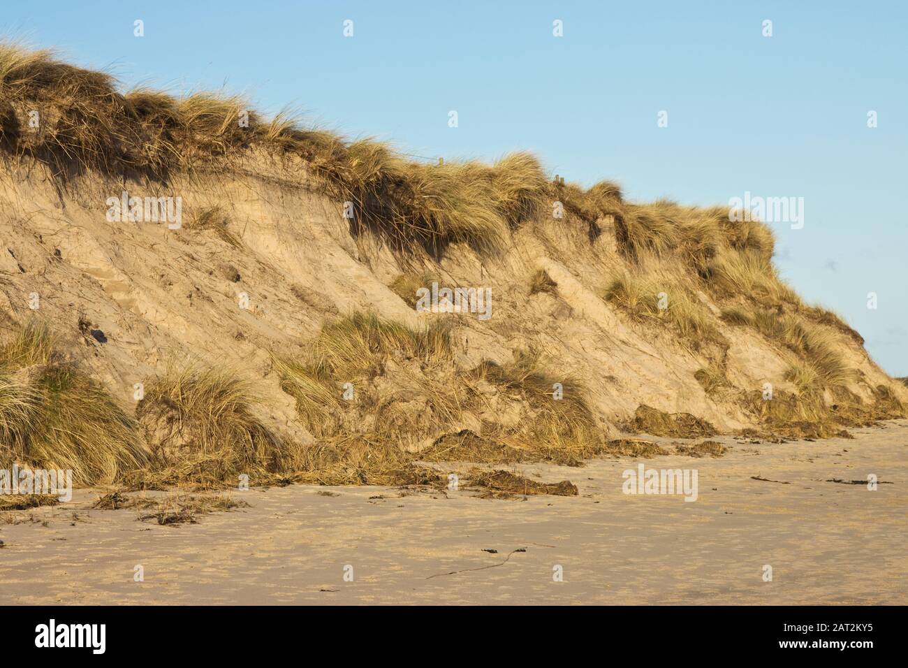 Erosion of the sand dunes at Beadnell Beach, Northumberland, UK. Stock Photo