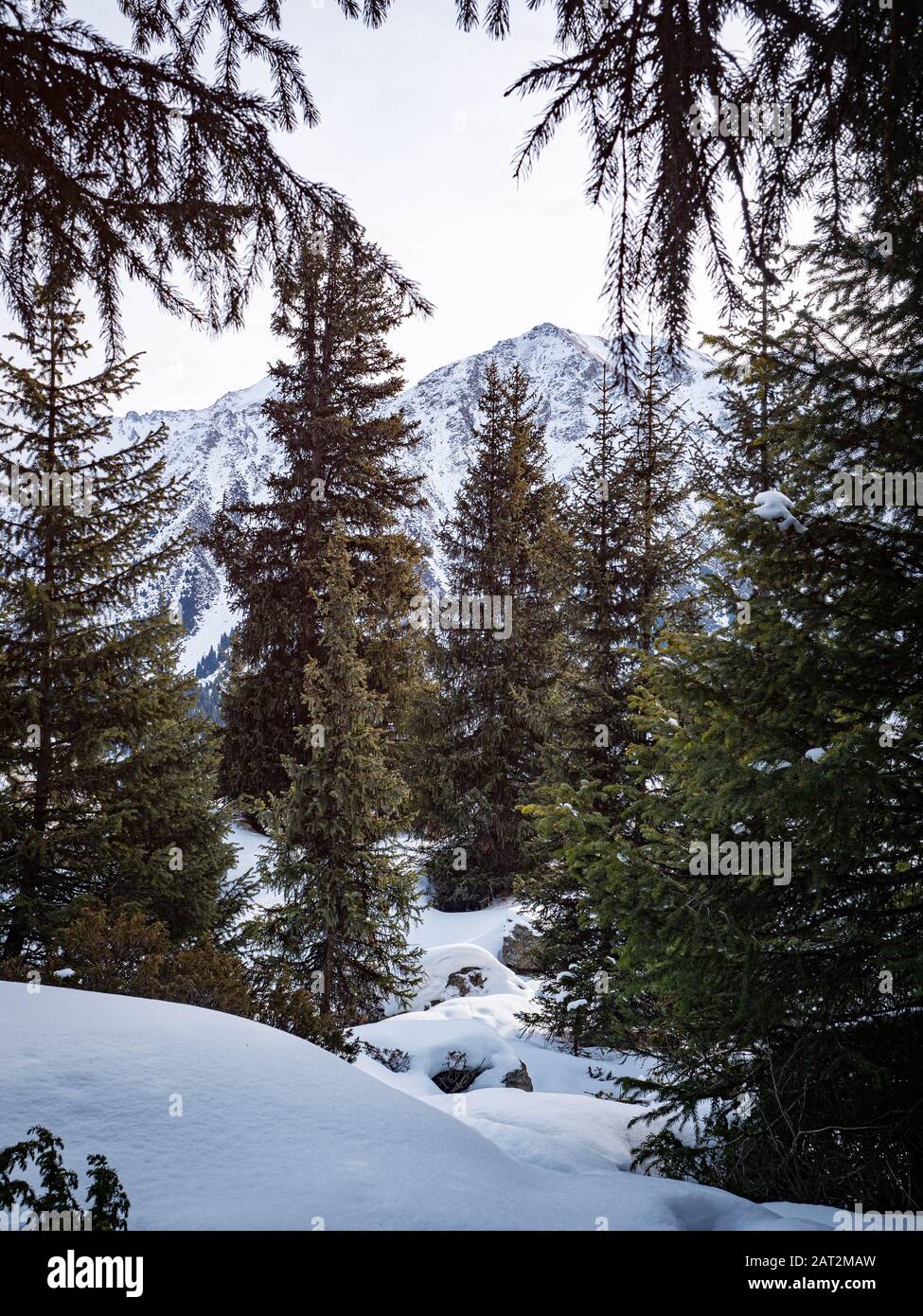 Winter mountain spruce forest. Fir trees on the background of the top of a high mountain Stock Photo