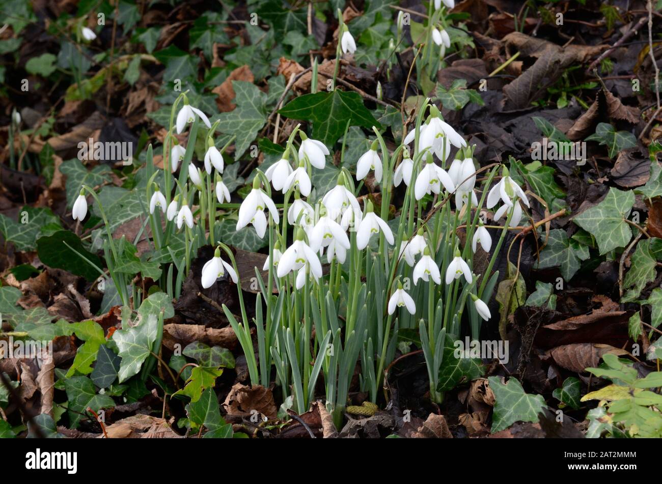 Snowdrops white spring winter flowers growing on a woodland floor Stock Photo