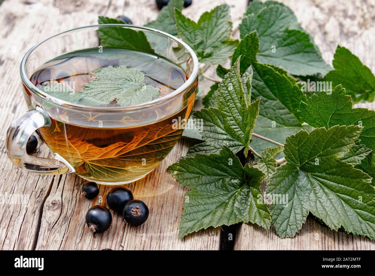 Отвар из листьев. Чай из листьев малины. Чай хербал со смородиной. Чай из листьев смородины. Травяной отвар.