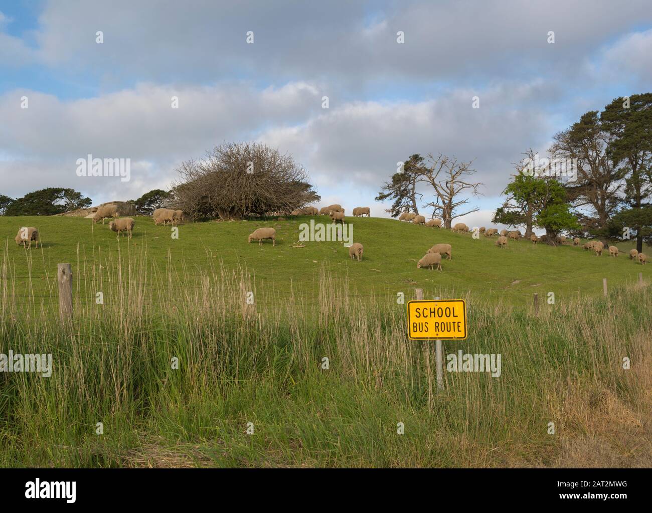 Random rural paddock in the Fleurieu Peninsula filled with grazing