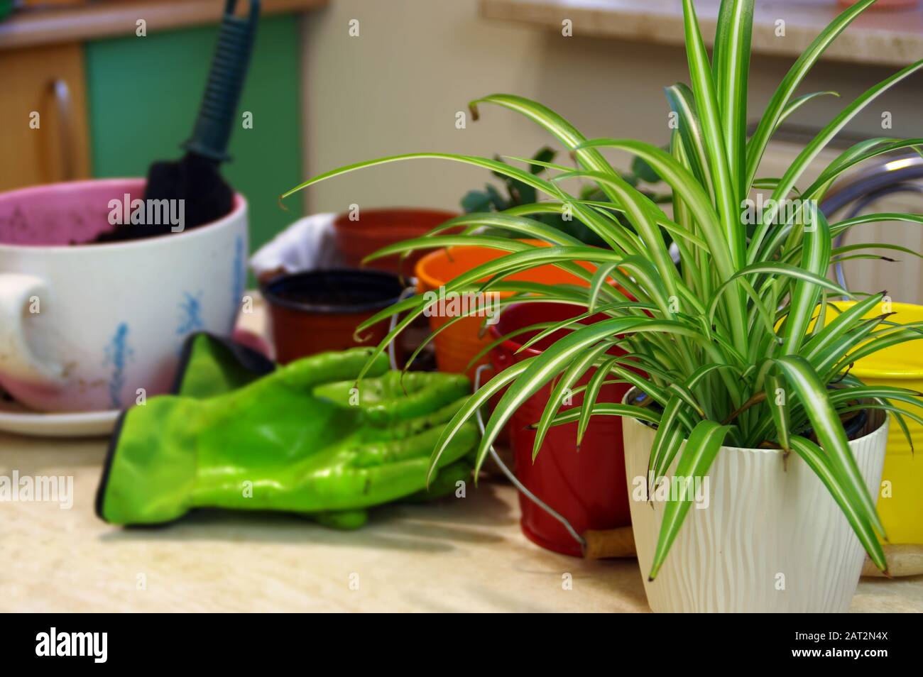 Home gardening. Planting potted plants. Tools, gloves and flowers on the table. Stock Photo